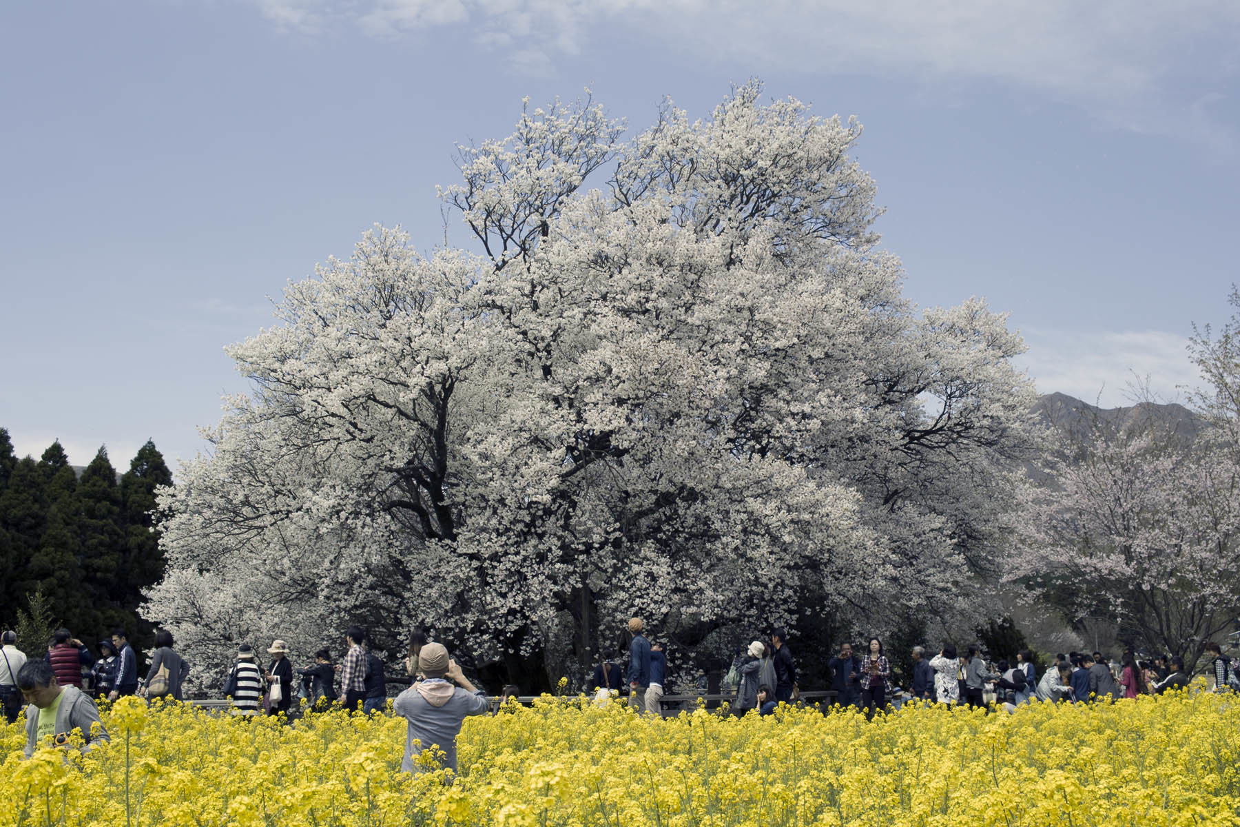 一心行の桜_e0174091_13005263.jpg