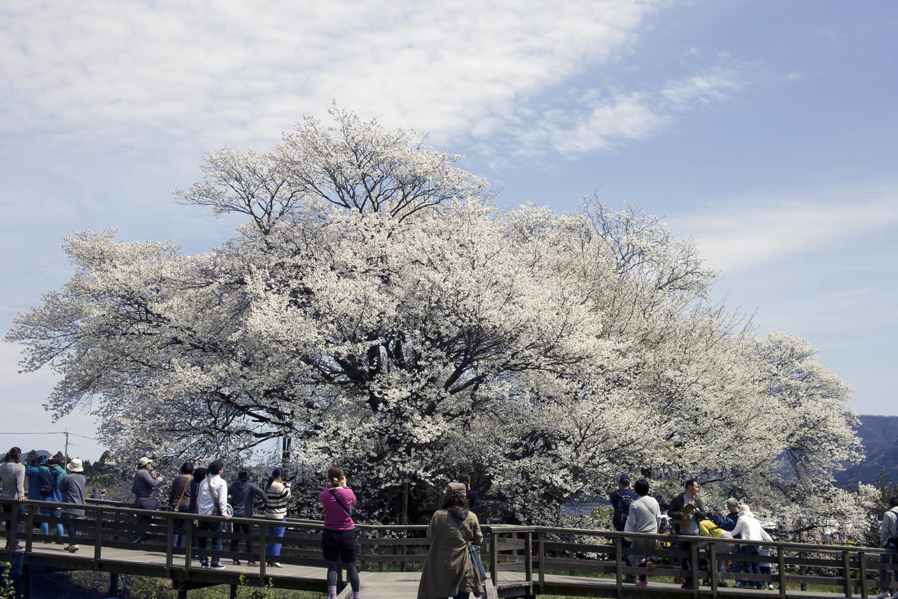 一心行の桜_e0174091_13013674.jpg