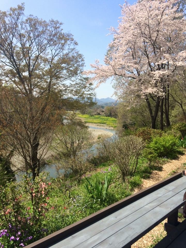 桜見納め_a0129492_22212293.jpeg