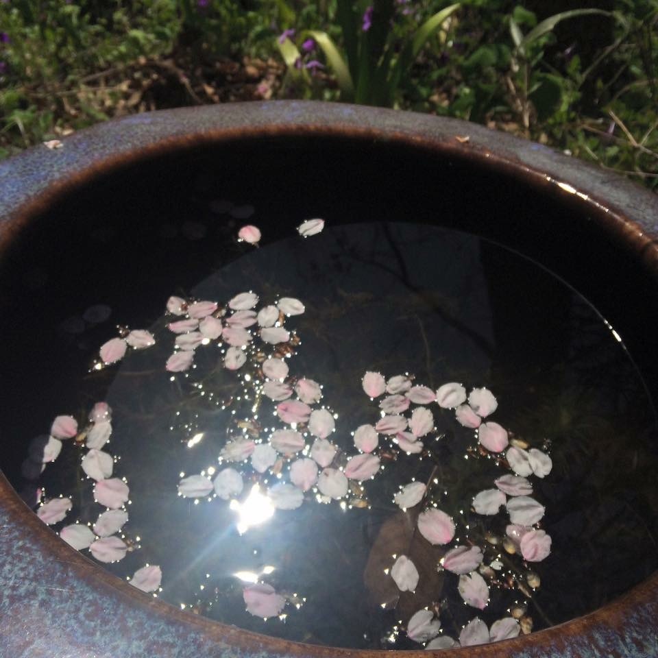 桜見納め_a0129492_22232287.jpeg