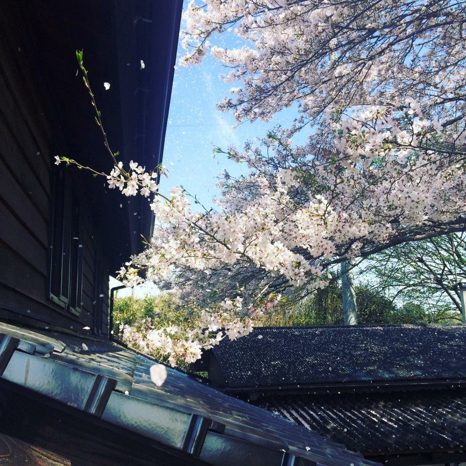 桜見納め_a0129492_22250117.jpeg