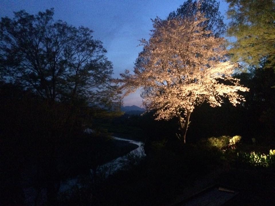 桜見納め_a0129492_22352659.jpeg