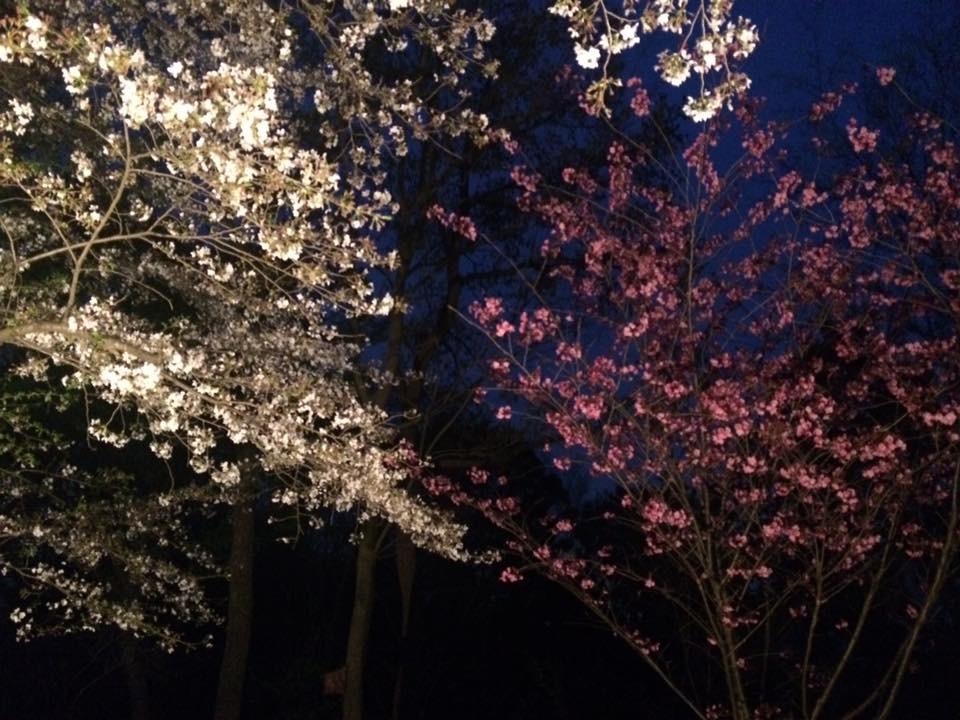桜見納め_a0129492_22360150.jpeg