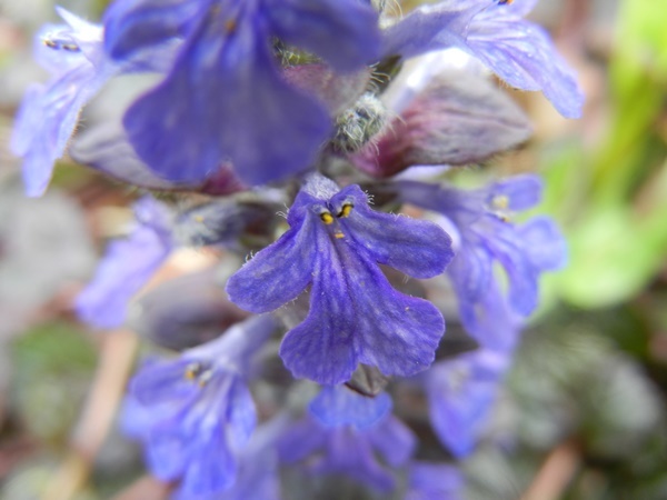 良く似た花 ばあーばの日常 良く似た花 ばあーばの日常