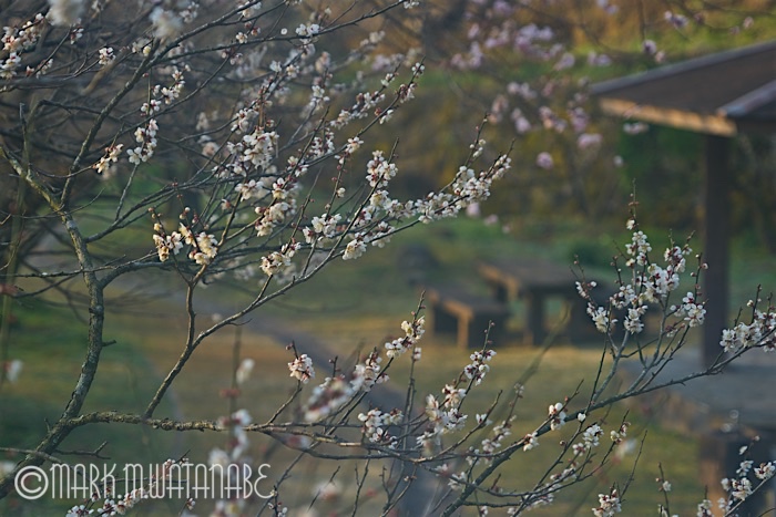 谷尾崎梅林園-2016_e0135098_8133184.jpg