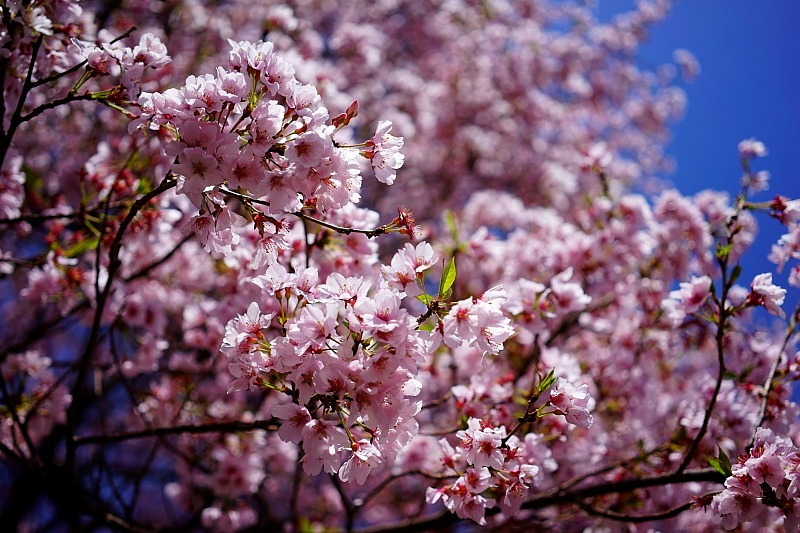 c0339900_759728.jpg
