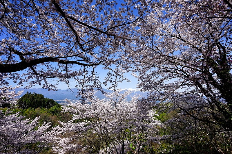 c0339900_8759100.jpg