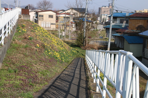 朝の散歩　４月９日　（清明　次候）　鴻雁北る（こうがんかえる）・６_c0075701_21383529.jpg