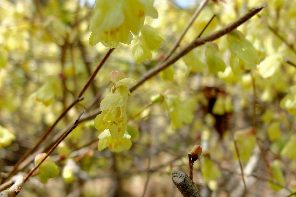 なばなの里・春の花_e0304001_12475326.jpg