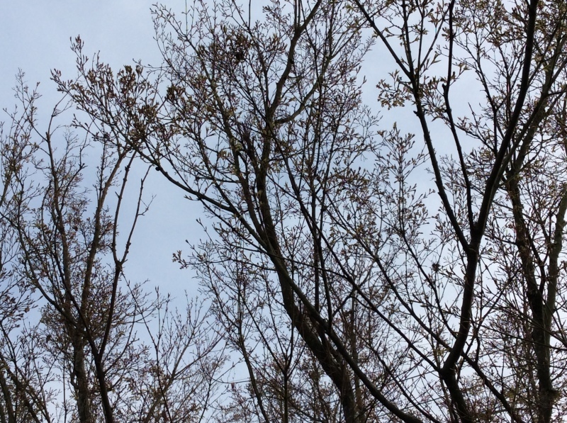 b0220002_17501157.jpeg