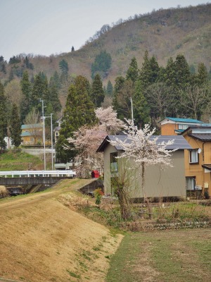 桜が満開となりました！_c0336902_21272420.jpg