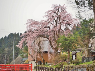 桜が満開となりました！_c0336902_2128057.jpg