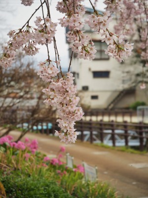 桜が満開となりました！_c0336902_21282398.jpg