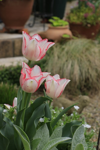 a0123003_22513595.jpg