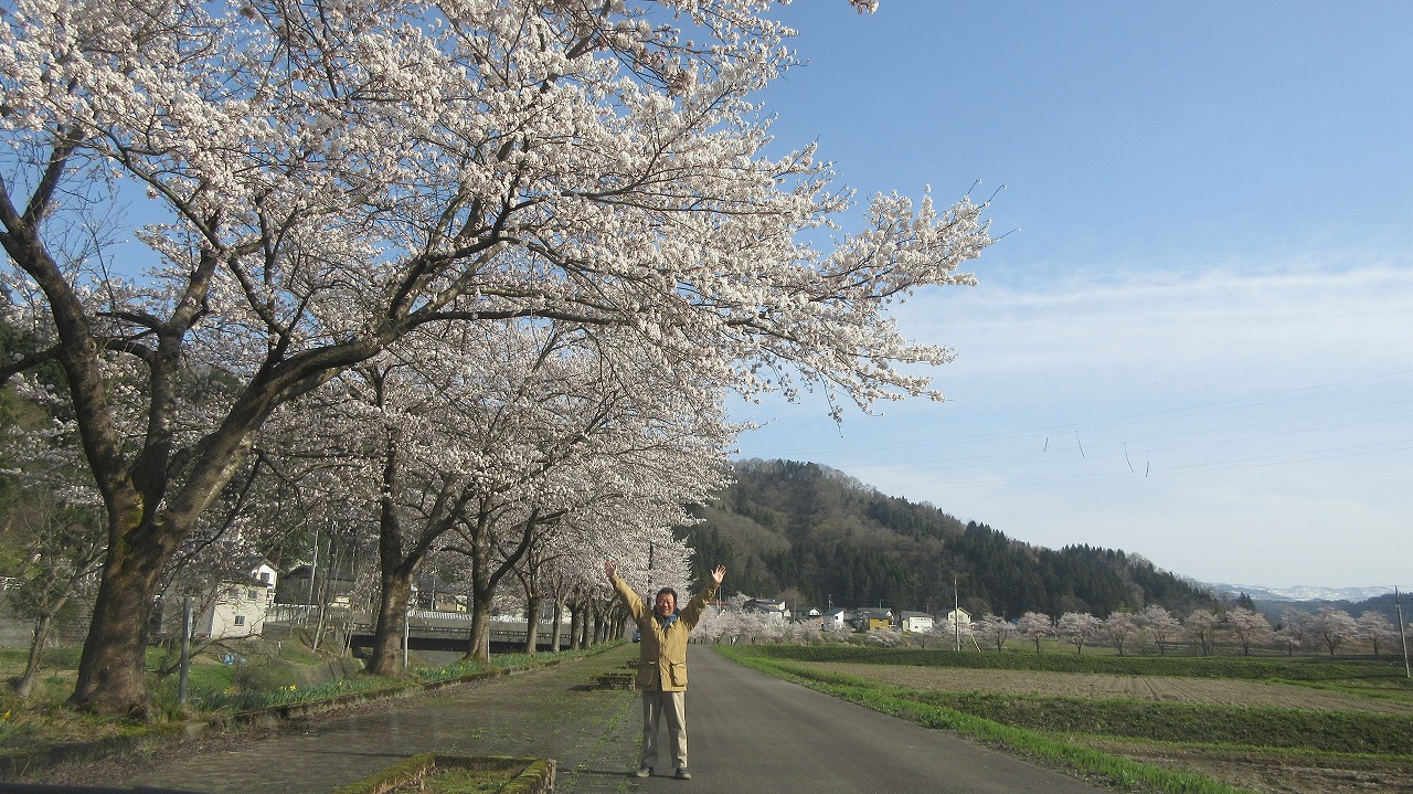 安塚区リバーサイドロード桜満開ドライヴィング_b0163804_14525573.jpg