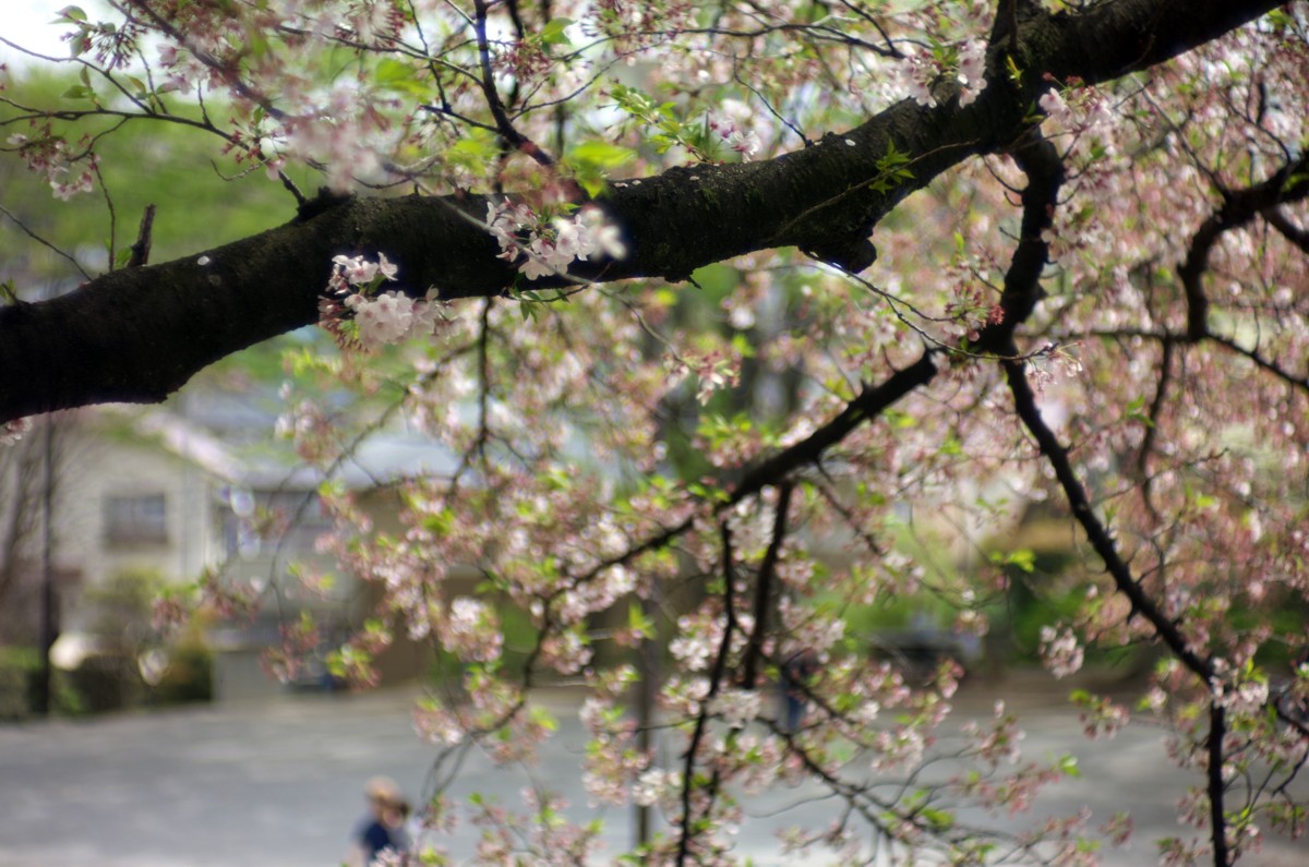 ご近所の小さな公園　－　葉桜から新緑へ_c0156404_14454397.jpg