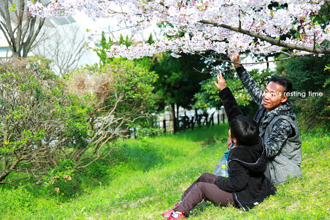 sakura frame_d0157704_15215662.jpg