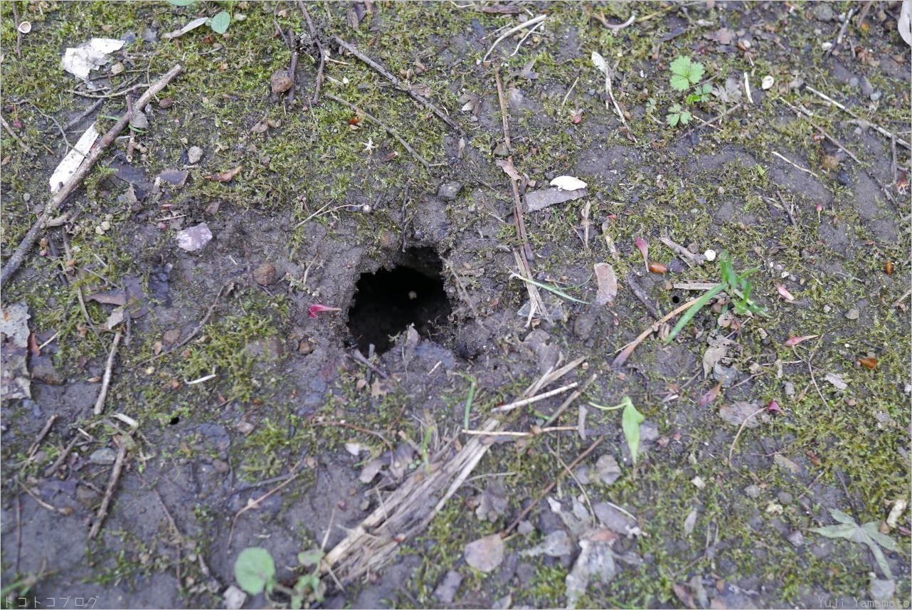 地面に穴 トコトコブログ