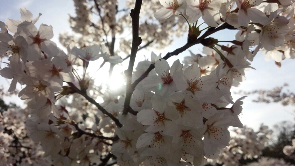 桜が満開ﾟ･*:.｡❁_b0345108_06482722.jpg