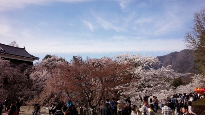 桜が満開ﾟ･*:.｡❁_b0345108_07071141.jpg