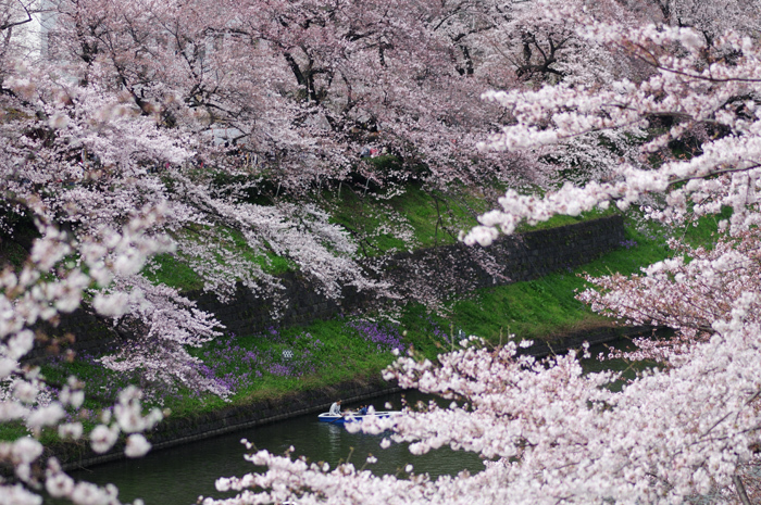 千鳥ヶ淵 北の丸公園 緑道 桜４ 生きる 撮る