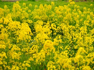 f0123712_1403669.jpg