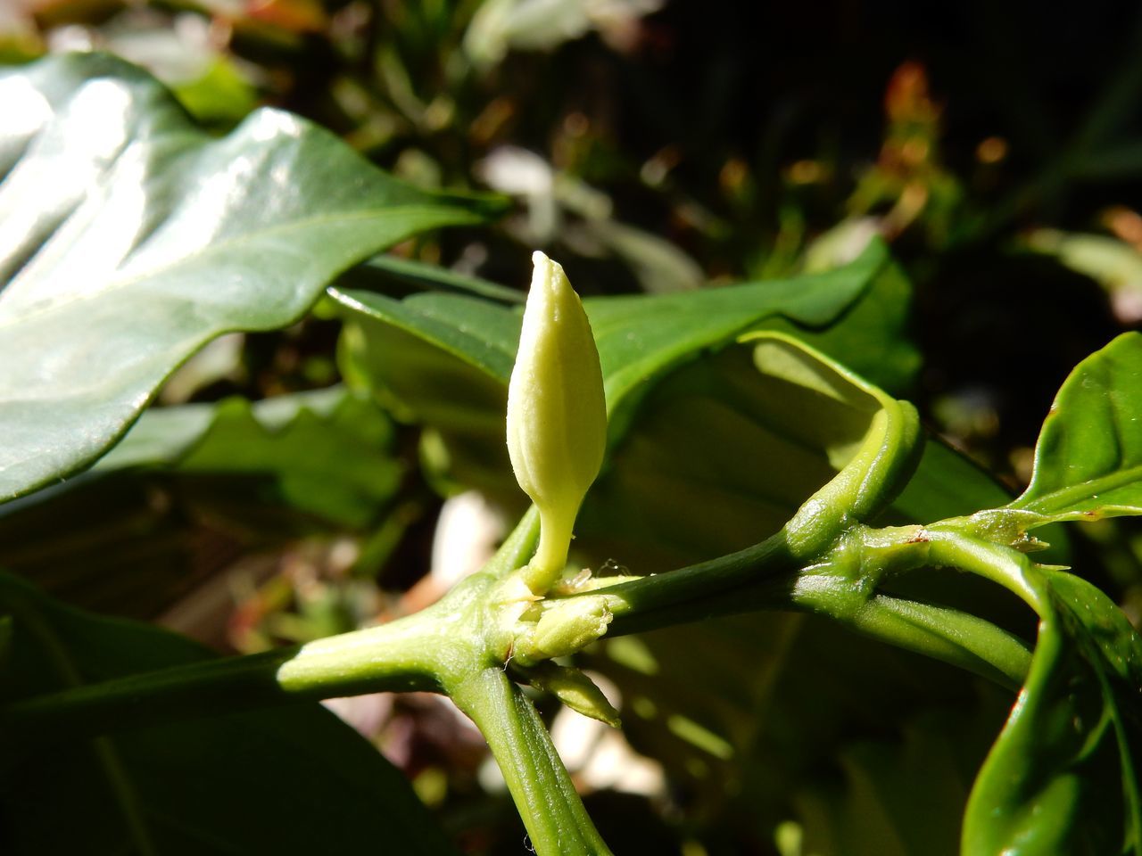 コーヒーの花_c0025115_20100183.jpg