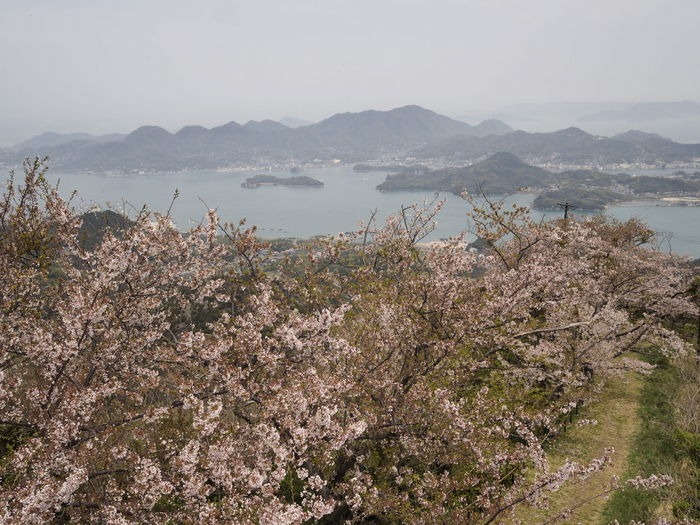 積善山 観桜登山 その２_c0116915_23472387.jpg