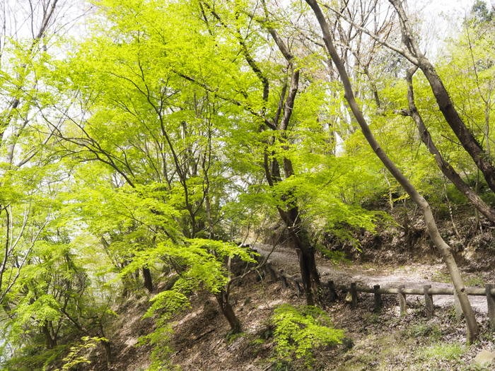 積善山 観桜登山 その２_c0116915_23581027.jpg