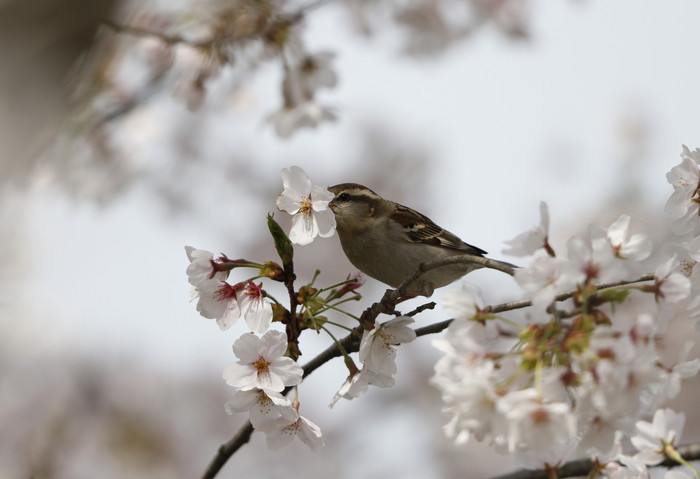 ニュウナイスズメ　その3（雌）_f0239515_21245520.jpg