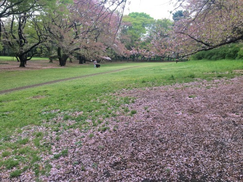 チャリティパークヨガ 開催します_f0201116_08493257.jpeg