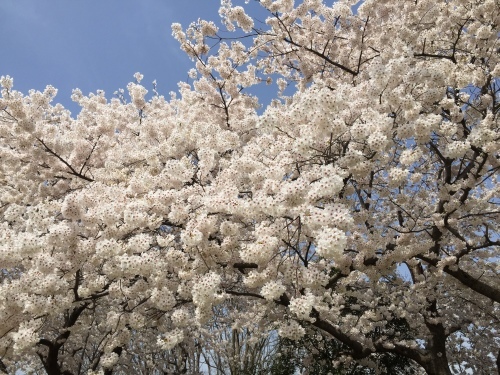 桜満開☆わくハン、無事終了！_a0126418_20302195.jpg