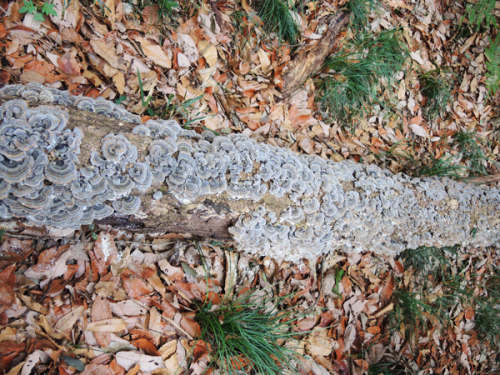 c0346119_13381840.jpg