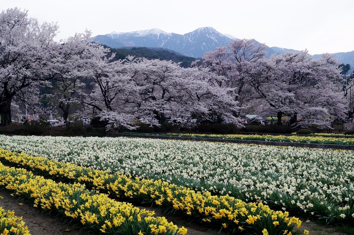 ■あきのデジBookにて【実相寺山高神代桜】推定樹齢二千年・日本で最古・最大の巨樹を見てきました♪_b0033423_23391356.jpg