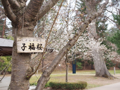 弘前公園*2016.04.10_b0147224_2273332.jpg