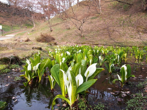 弘前公園*2016.04.10_b0147224_229314.jpg