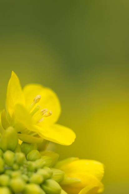 ７つの花言葉　　〜菜の花〜_c0235725_08055564.jpg