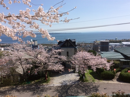 今年の桜 2016年_c0009927_1635219.jpg