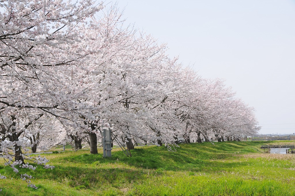 福島潟の花見_c0199327_13201563.jpg