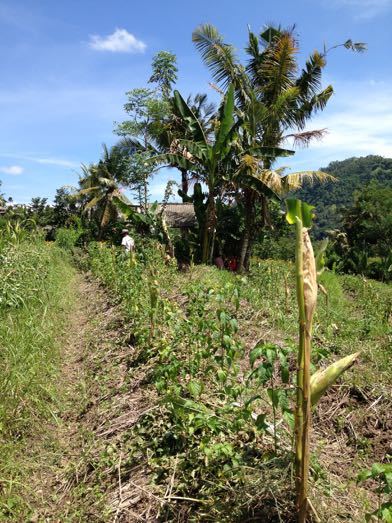 落花生の収穫 Panen Kacang Tanah_a0120328_16330632.jpg