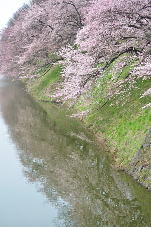 山形の桜を満喫_a0248728_23312151.jpg