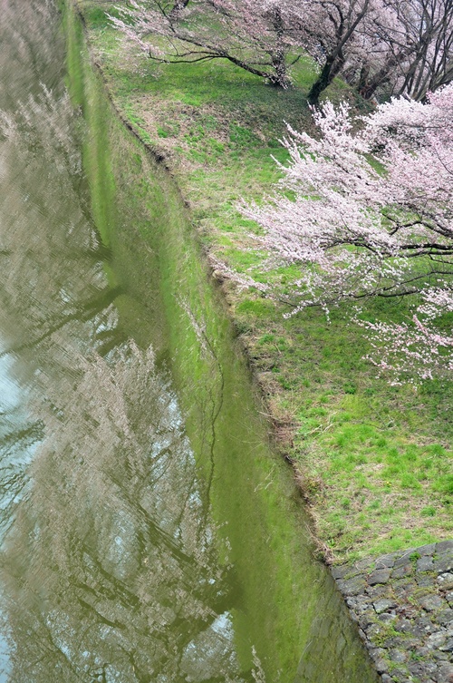 山形の桜を満喫_a0248728_23331367.jpg