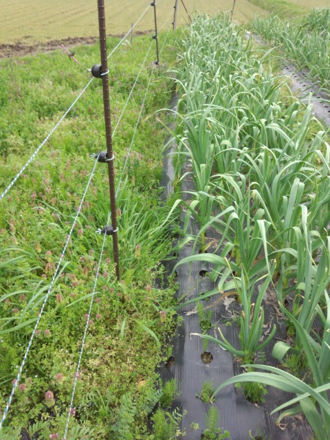 夏野菜の畑準備とひたすら草取り_a0333431_20042308.jpg