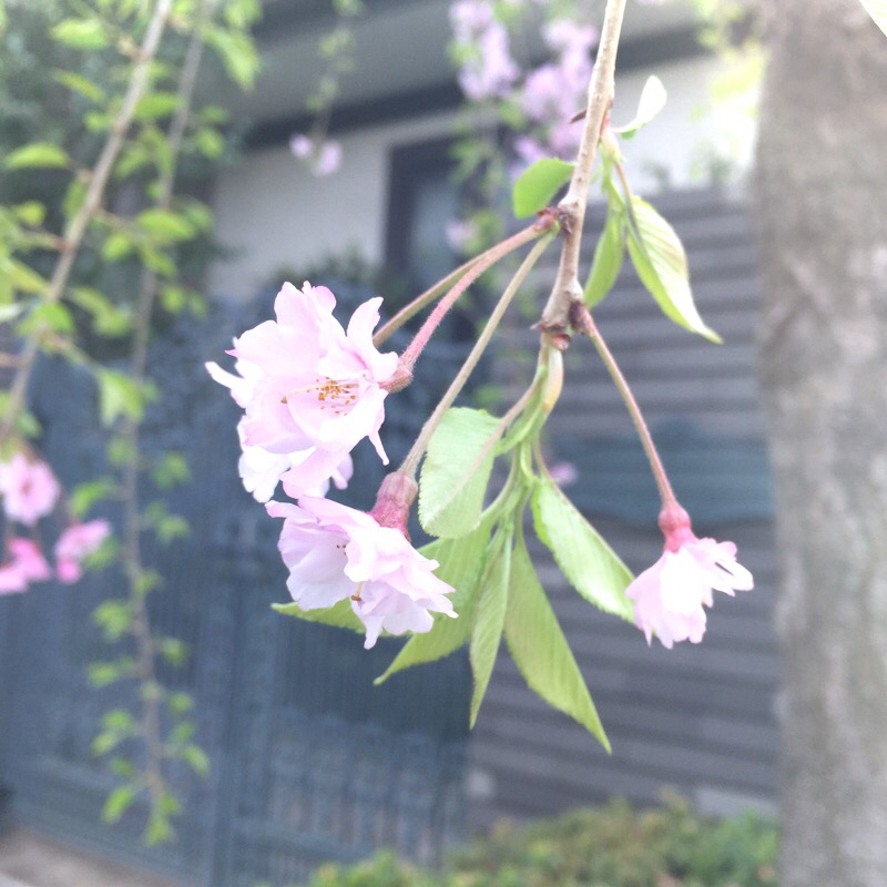 富士山と桜_b0206831_10544609.jpg