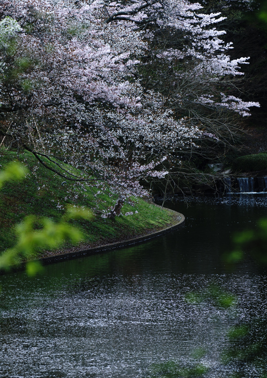 桜のある風景 ＃2_f0237034_19253577.jpg