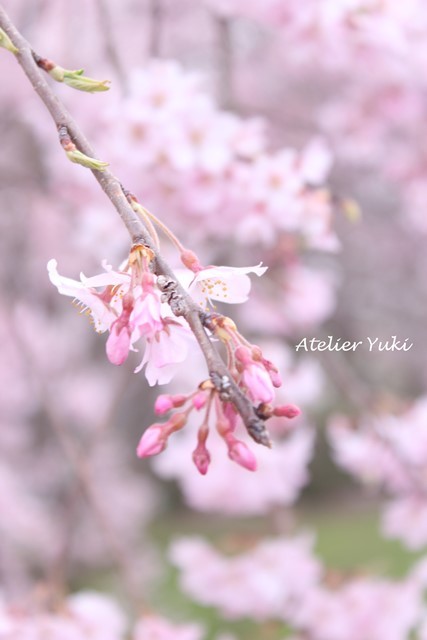 桜^^_f0240834_20521556.jpg
