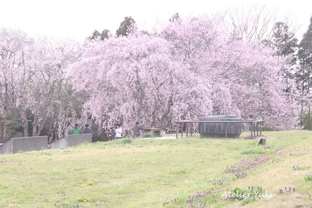桜^^_f0240834_20531260.jpg
