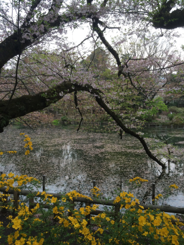 「私を許して」が、花ことば♫_f0327534_12182201.jpg