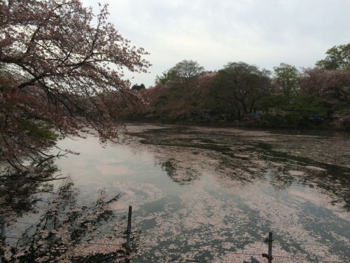 「私を許して」が、花ことば♫_f0327534_12182260.jpg