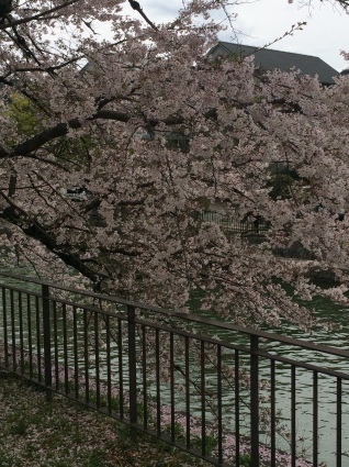 d0174135_12074020.jpeg